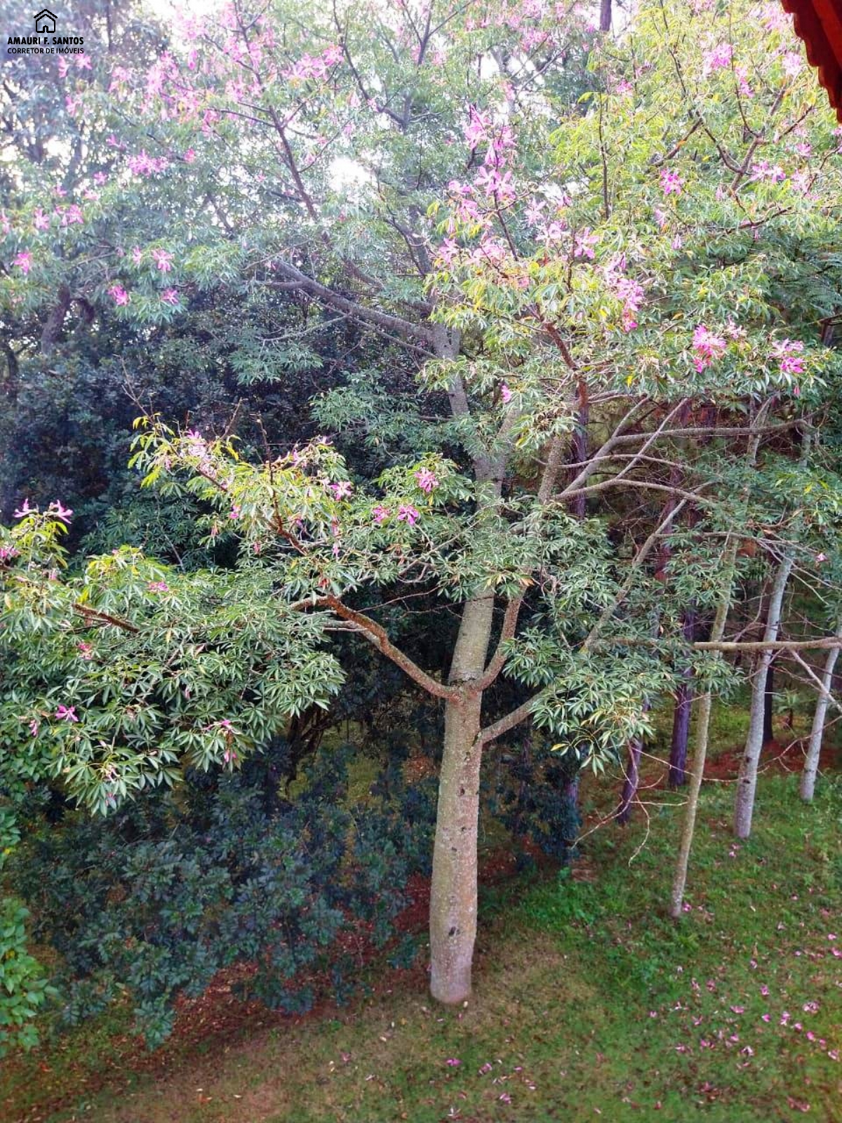Chácara em , São Roque - Foto 17